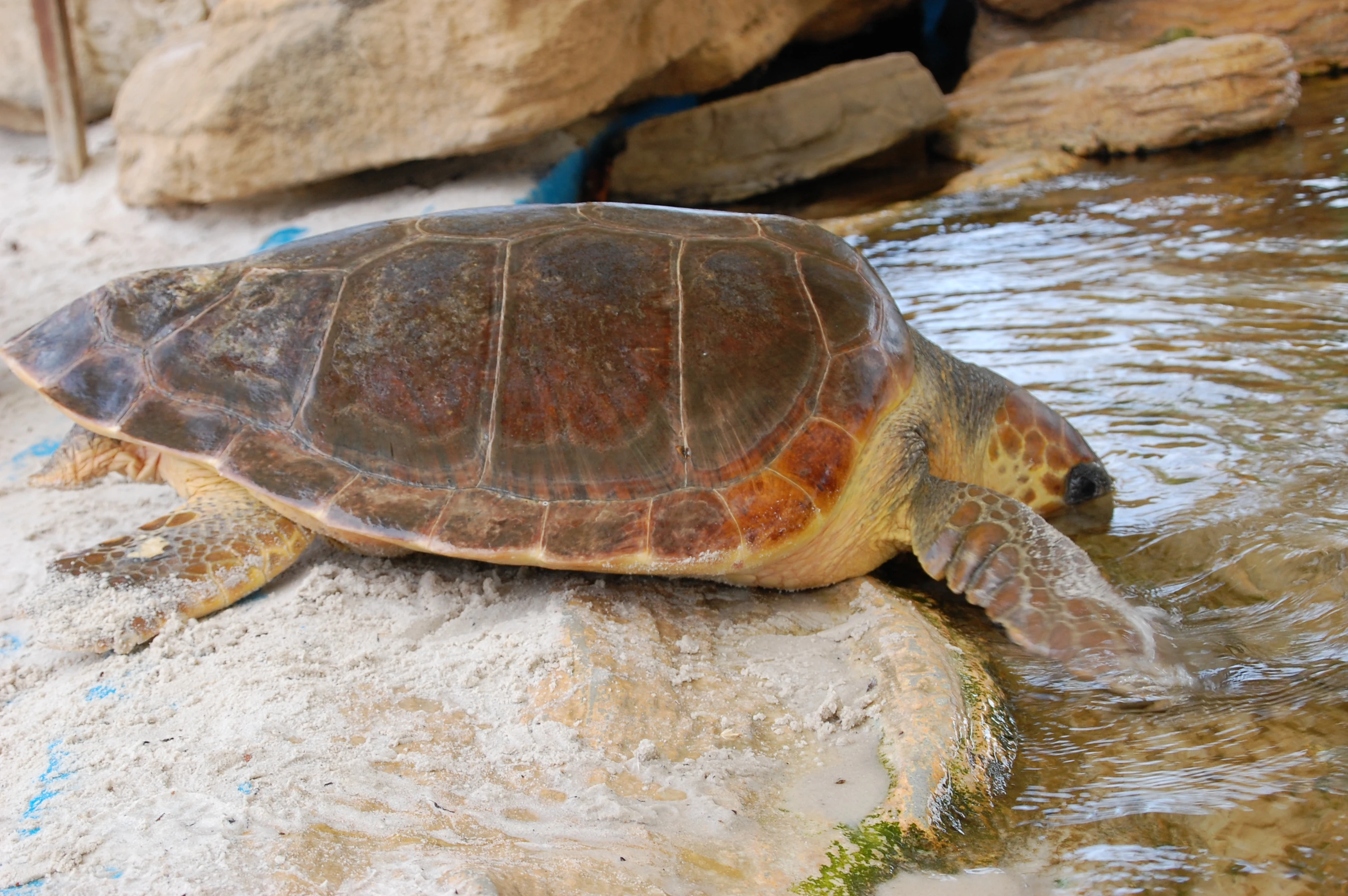 Tano ha sido trasladado a la instalación exterior de tortugas marinas de Palma Aquarium