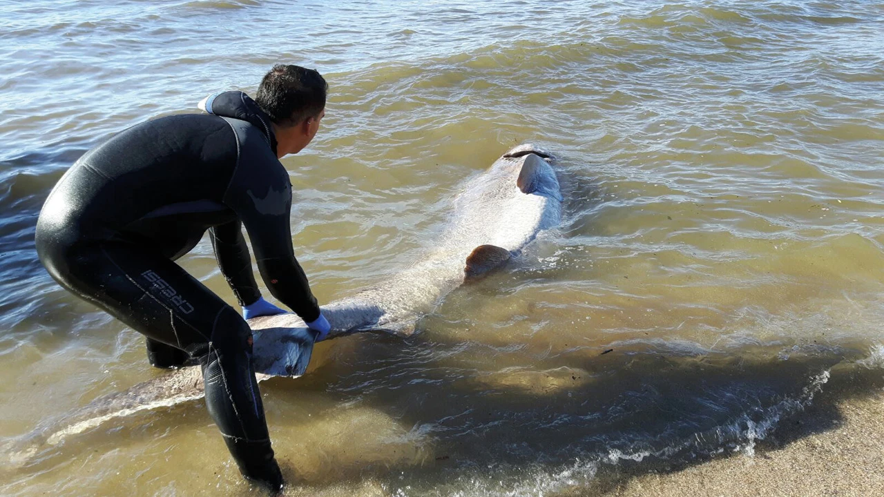 Descubre la falsa reputación de los tiburones en este video.