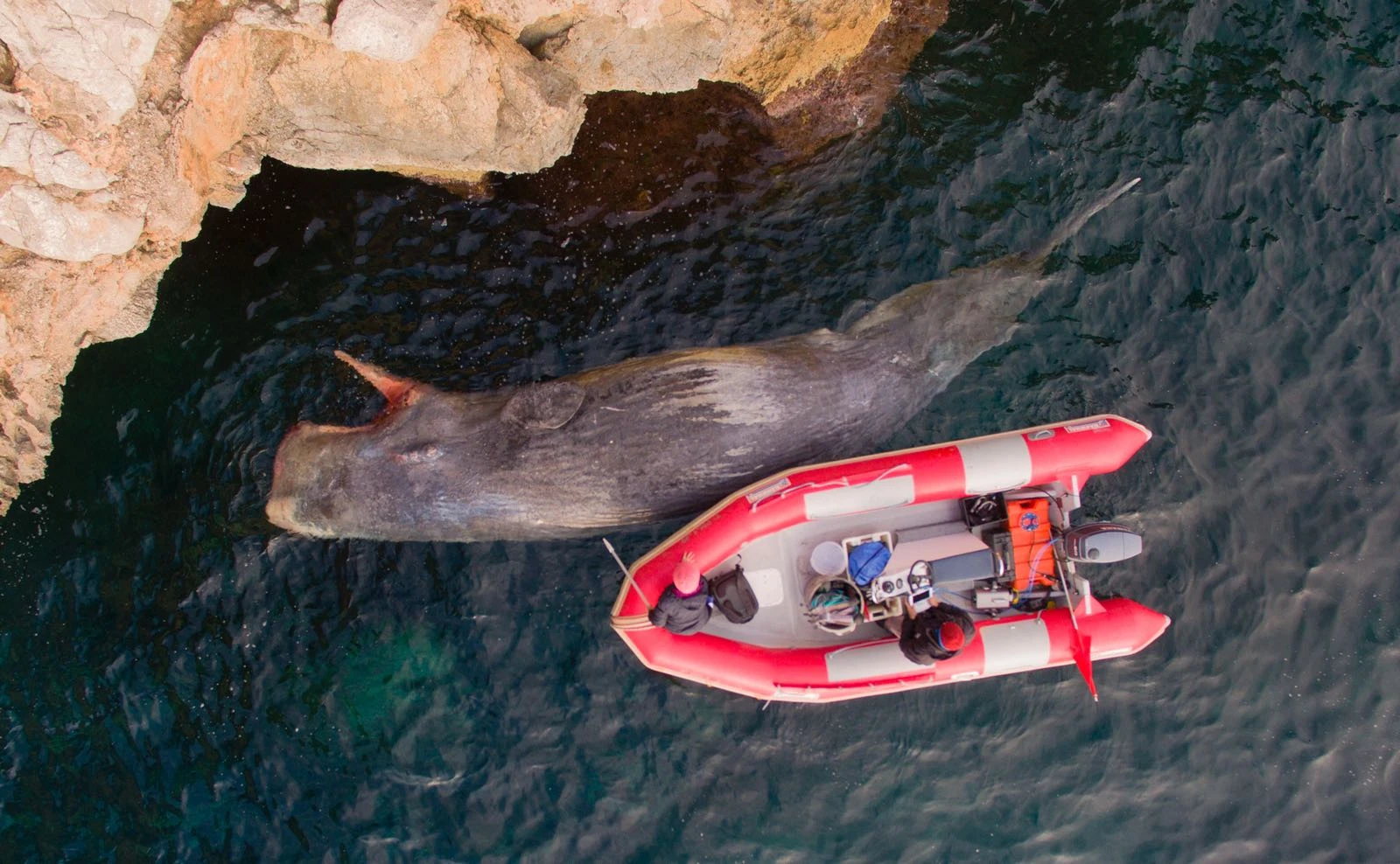 Un cachalote ha varado en la Bahía de Pollença
