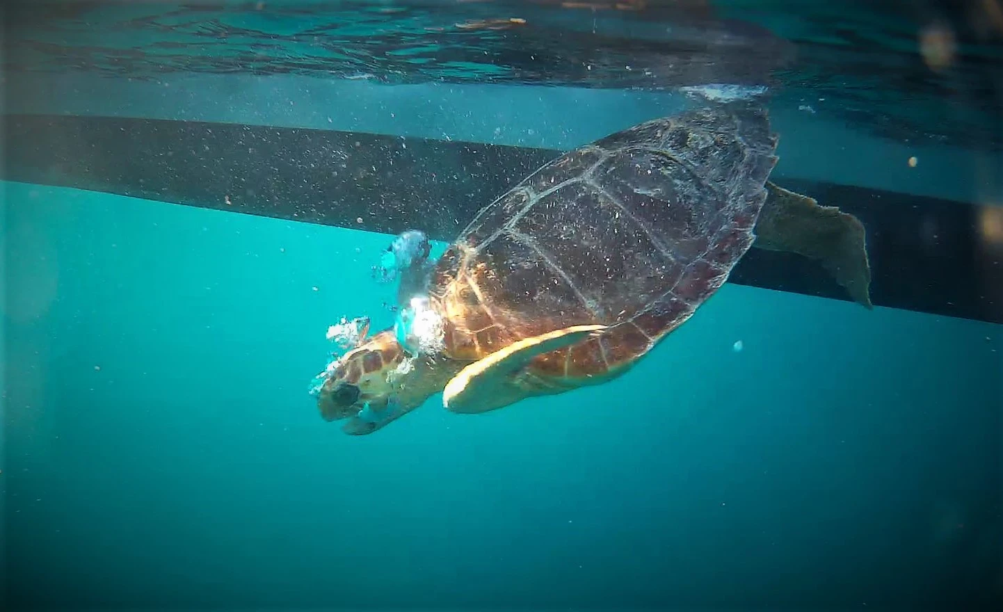 Dos tortugas marinas vuelven al mar tras meses de rehabilitación en el Centro de Recuperación
