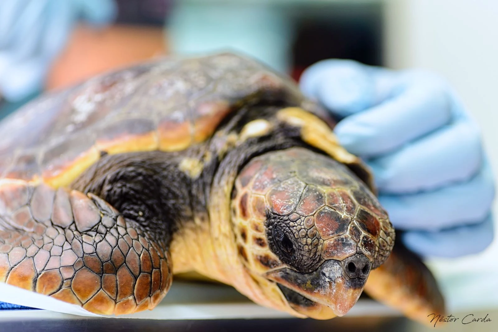 Llega herida a nuestro centro la primera tortuga de 2018