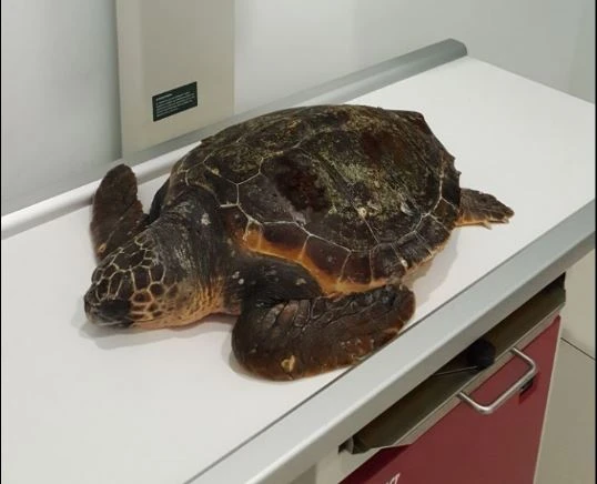 Tortuga marina rescatada por un pescador en el Parque Nacional de Cabrera