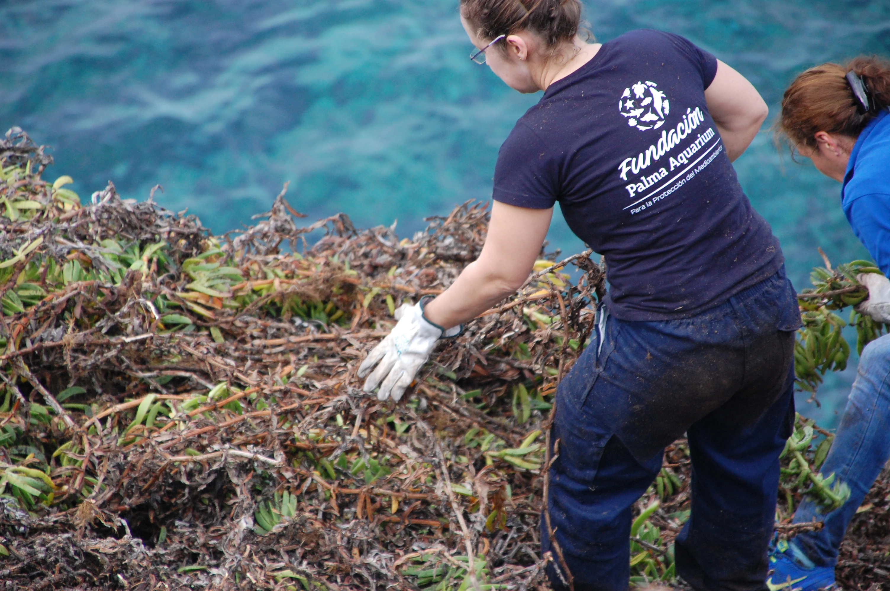 La Fundación Palma Aquarium participa en el programa de erradicación de "Carpobrotus edulis"