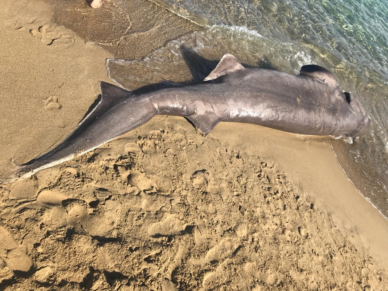 Se halla un tiburón en Ibiza