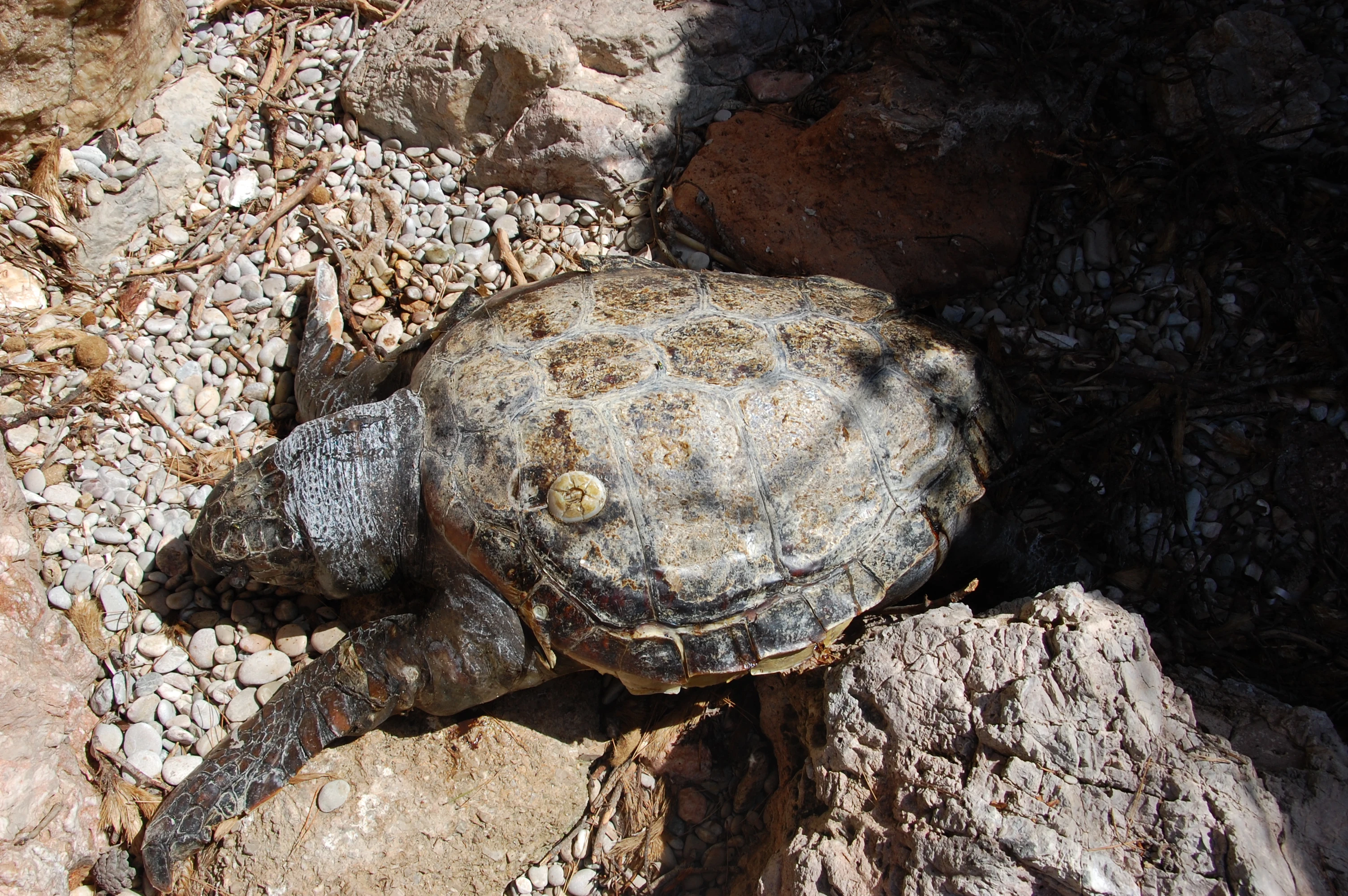 Han aparecido dos tortugas marinas muertas en el municipio de Capdepera