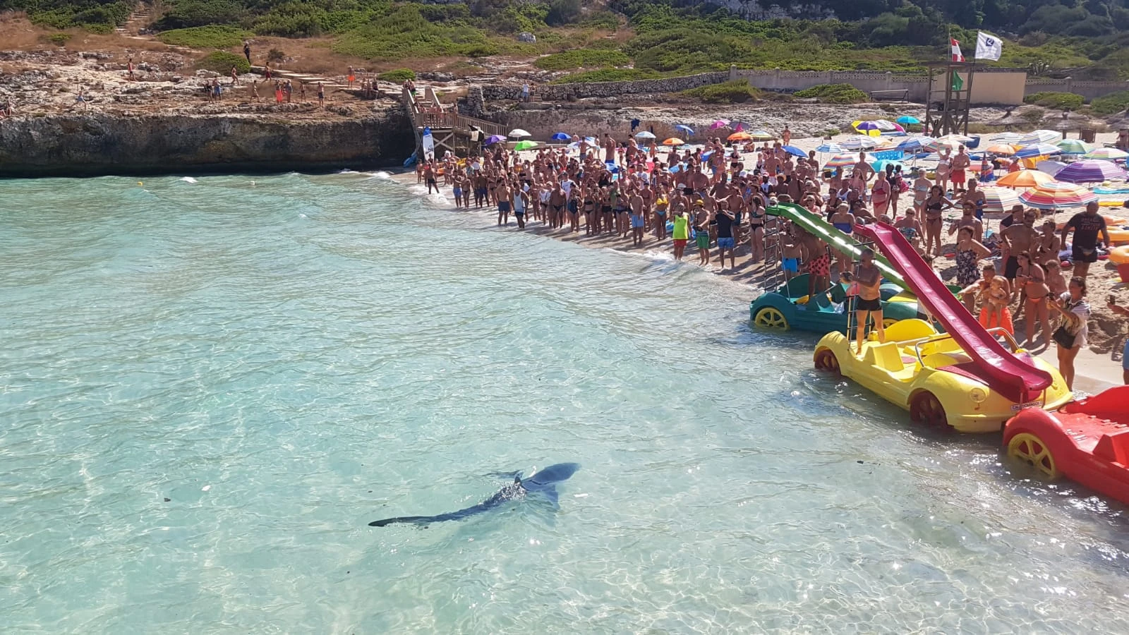 EL EJEMPLAR DE TINTORERA VARADO EN CALA DOMINGOS PRESENTABA DAÑOS IRREVERSIBLES