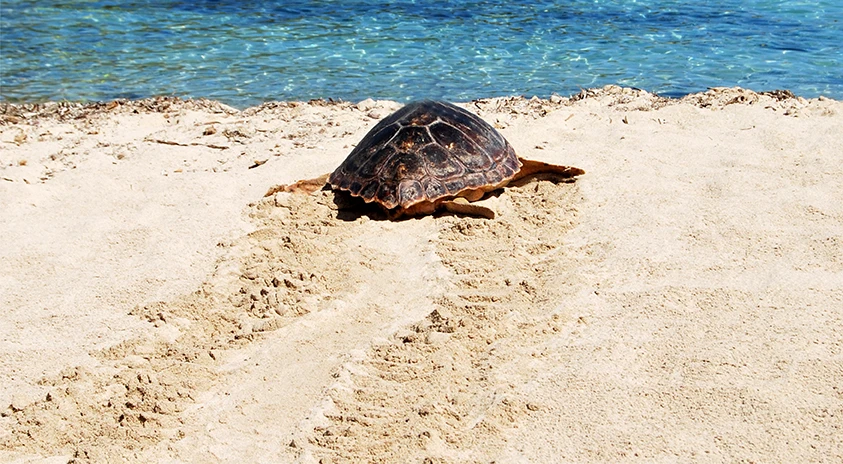 Si encuentras un rastro o nido de tortuga marina, ¡AVISA!