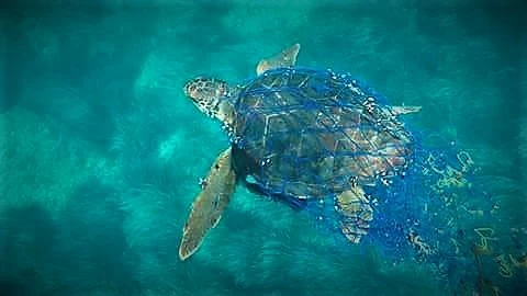 ¿Qué tenemos que hacer si encontramos una tortuga marina?