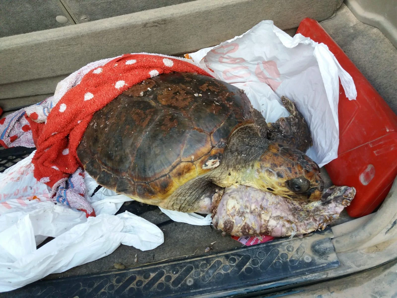 Terra, Shelly y Mara: Las 3 tortugas marinas rescatadas en la última semana.