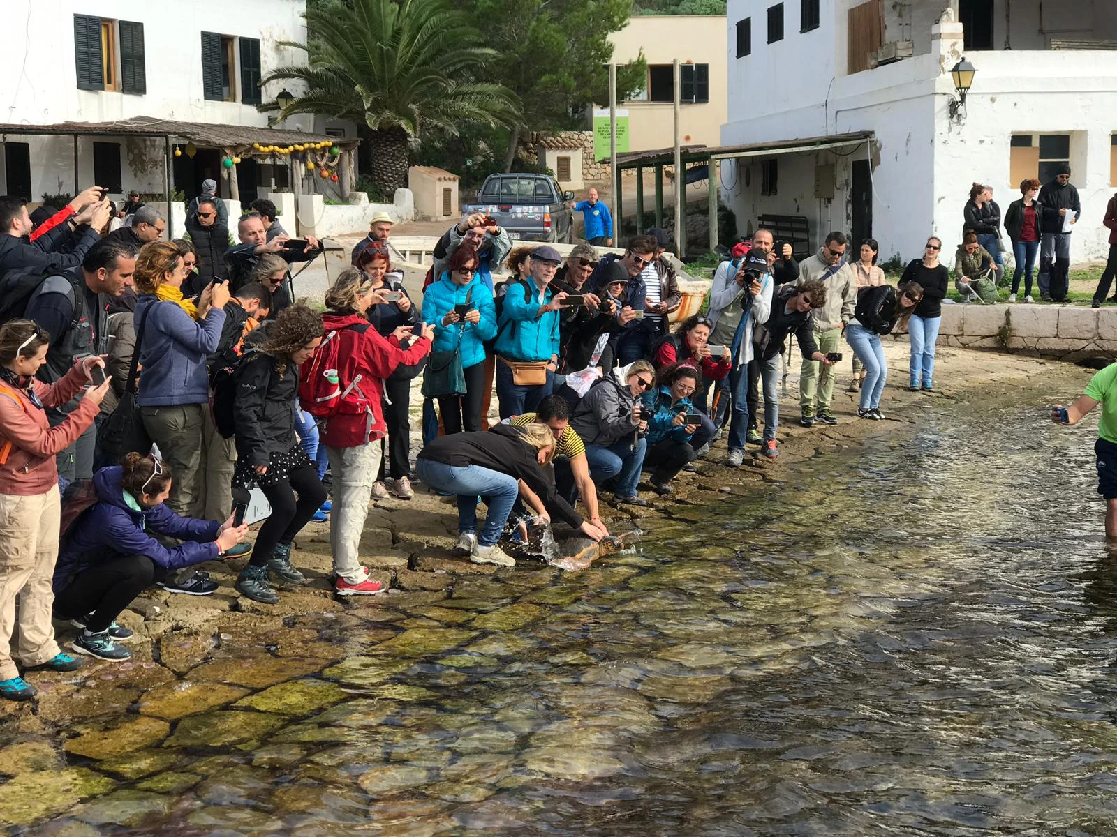 Suelta de tortugas marinas en Cabrera junto a los participantes del Congreso Medpan