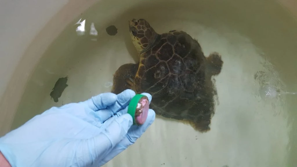 Microplásticos, un pequeño gran problema