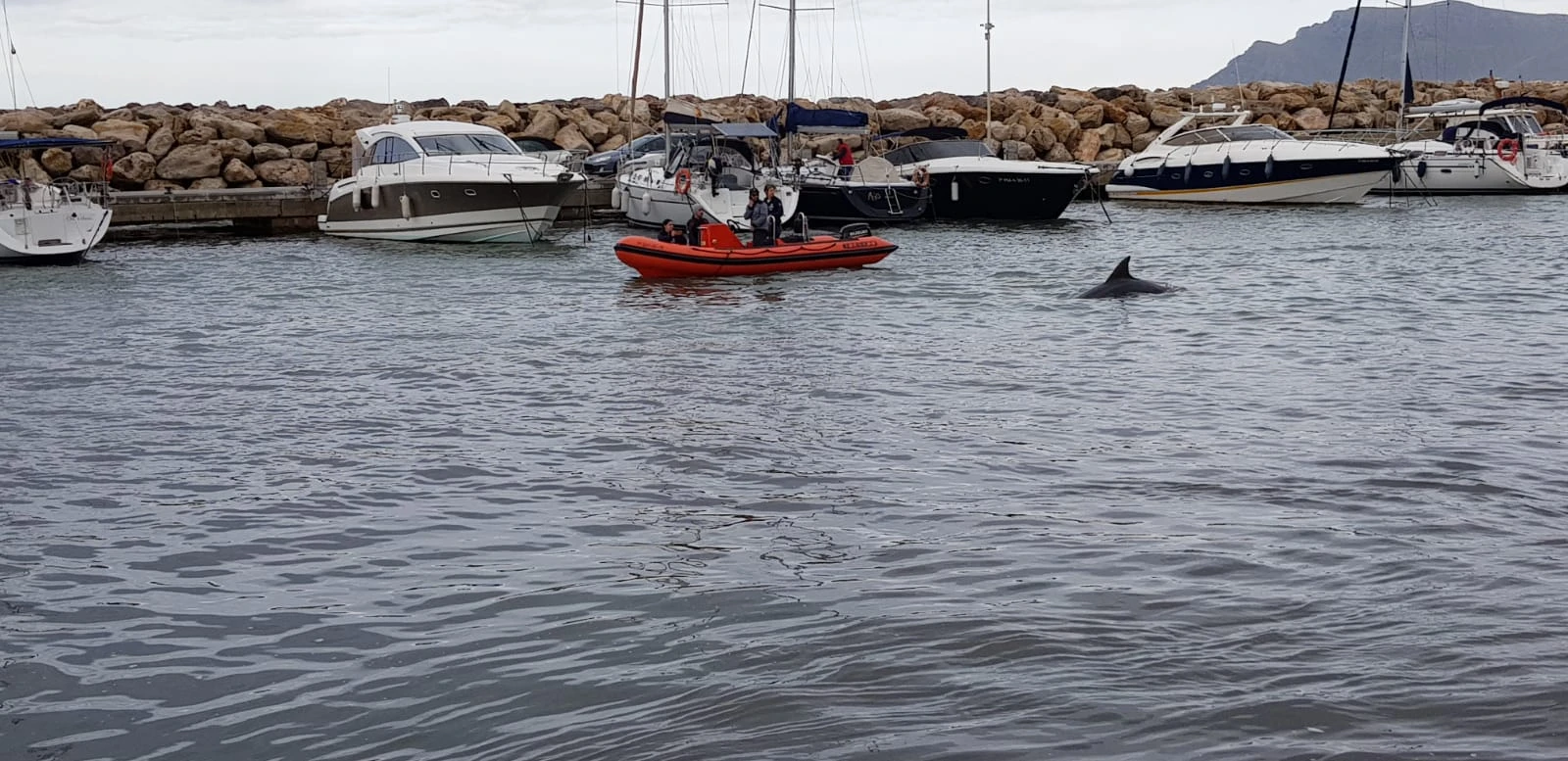 ¿Los delfines pueden sentir el dolor de un duelo?
