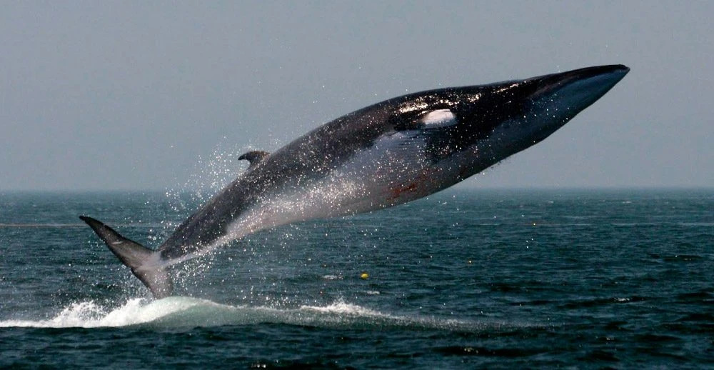 ¿Qué sabes de las ballenas y delfines que habitan en nuestro mar?