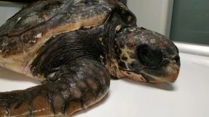 Un verano de rescates de tortugas marinas