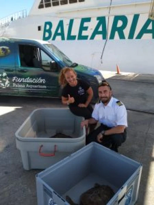 Un verano de rescates de tortugas marinas