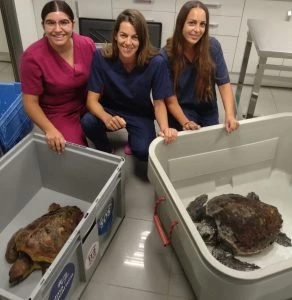 Un verano de rescates de tortugas marinas