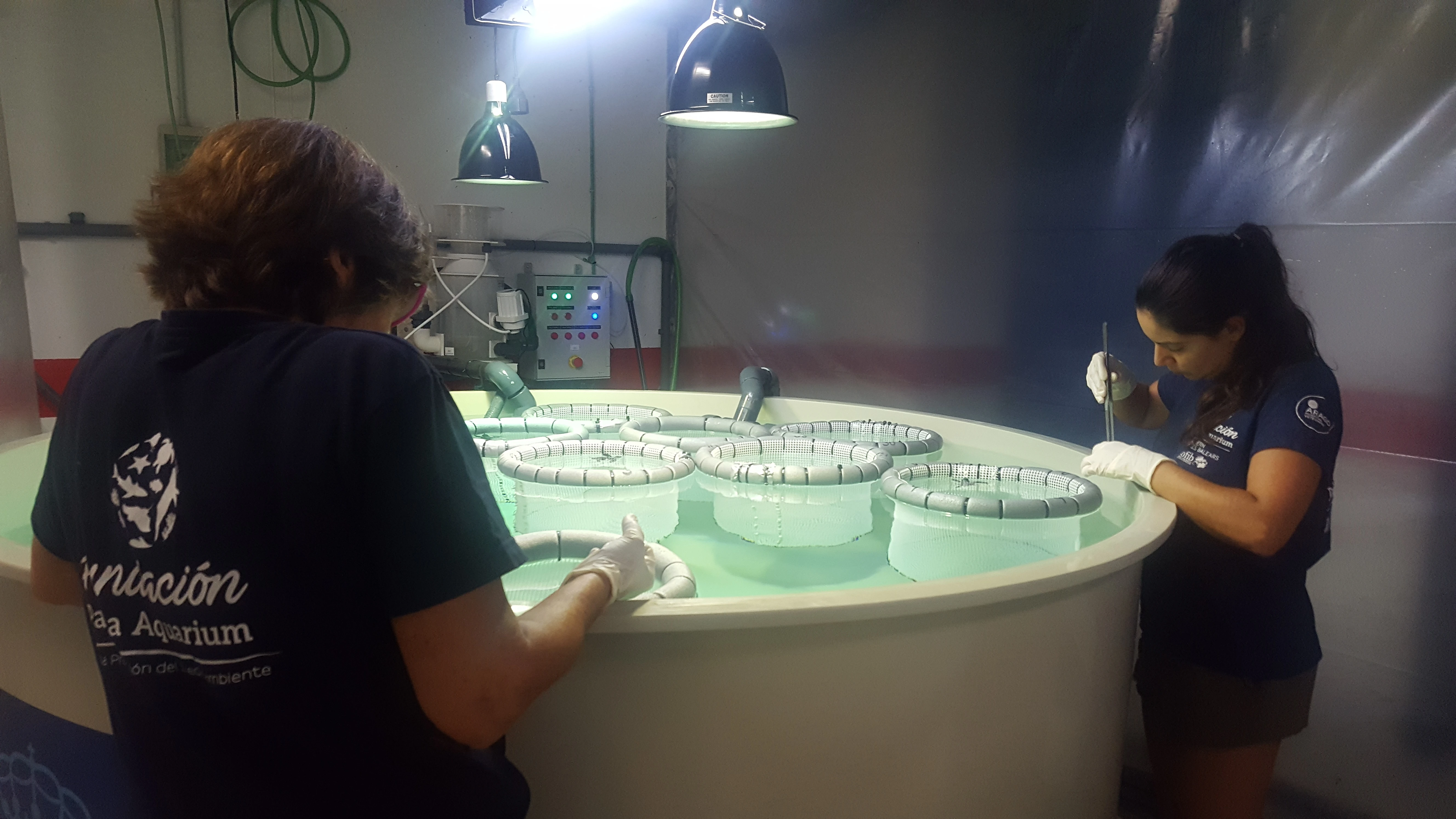 Las crías de caretta caretta que crecerán en Palma Aquarium durante un año