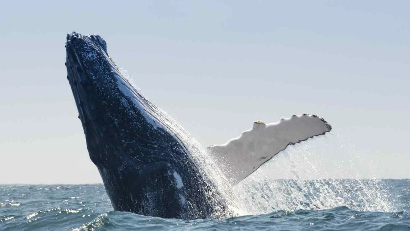 Estrategia de alimentación de las ballenas jorobadas: red de burbujas