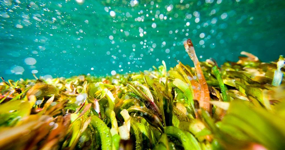 La posidonia oceánica del Mediterráneo