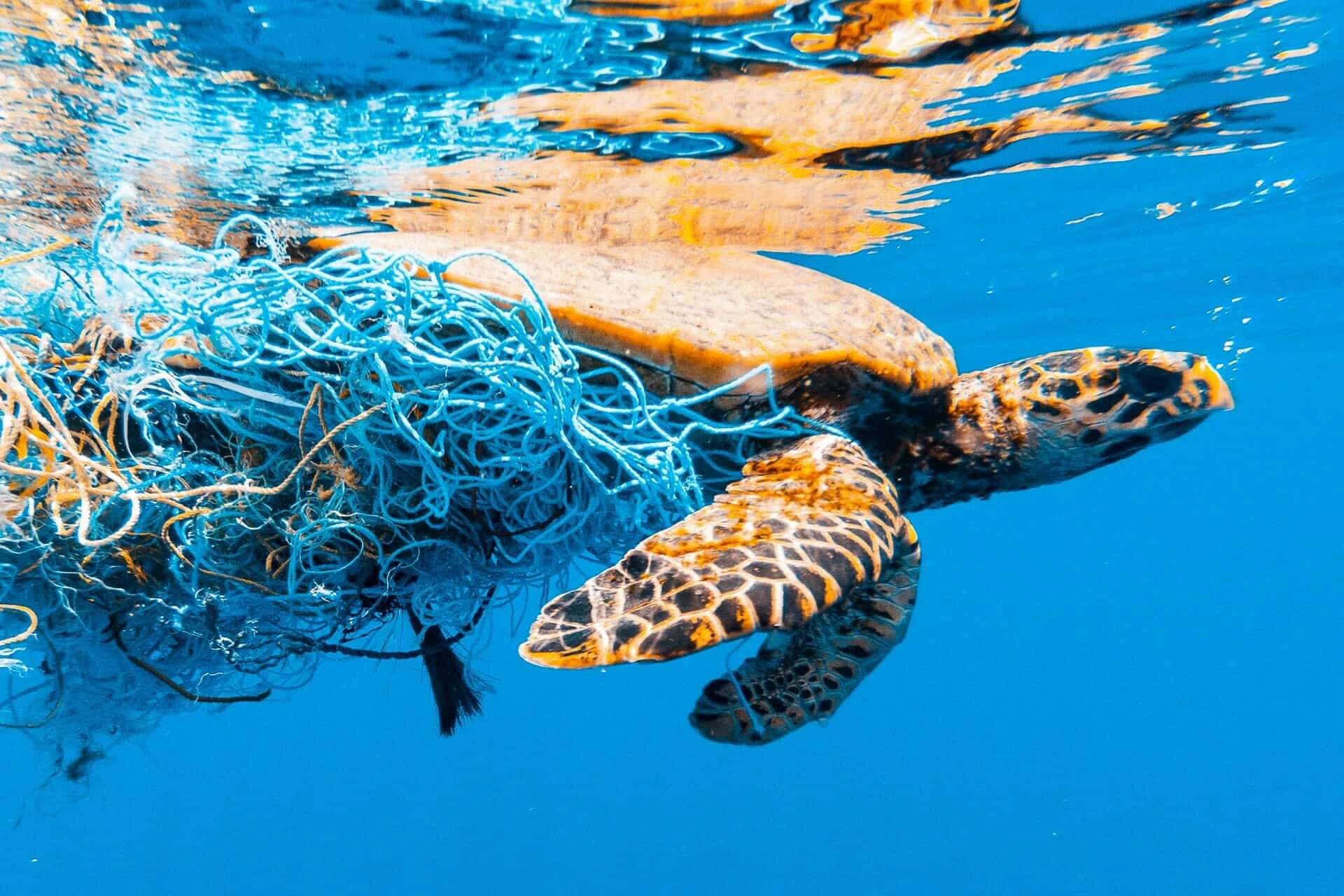 The threats facing marine life
