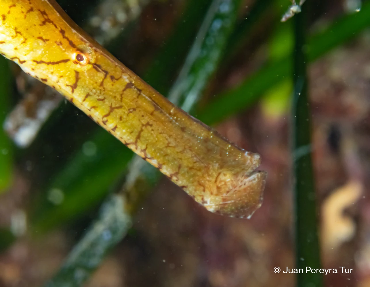 Conservación de los peces pipa