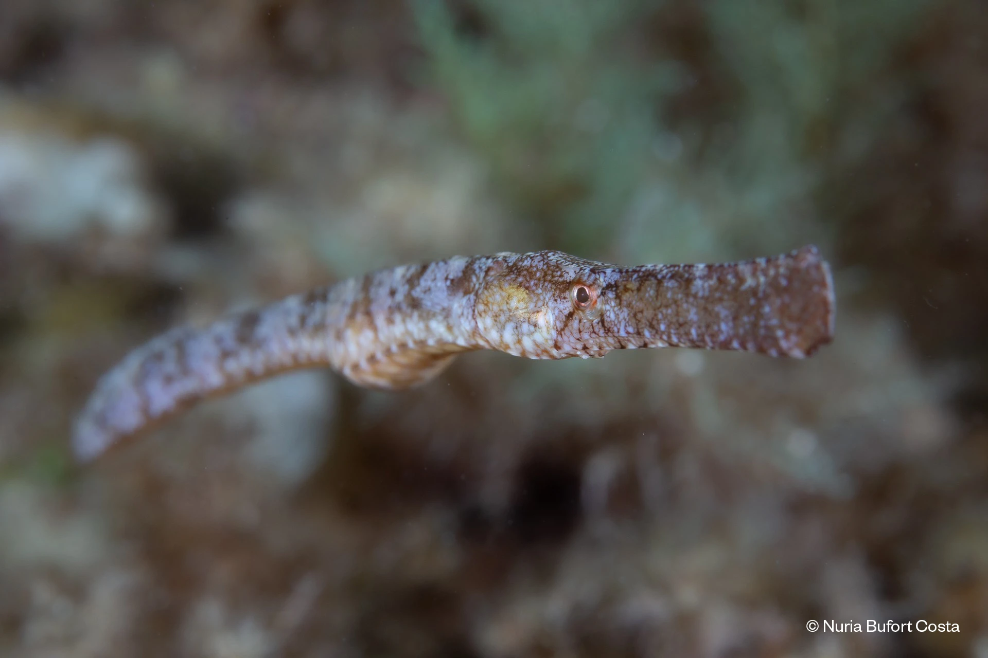 Conservación de los peces pipa