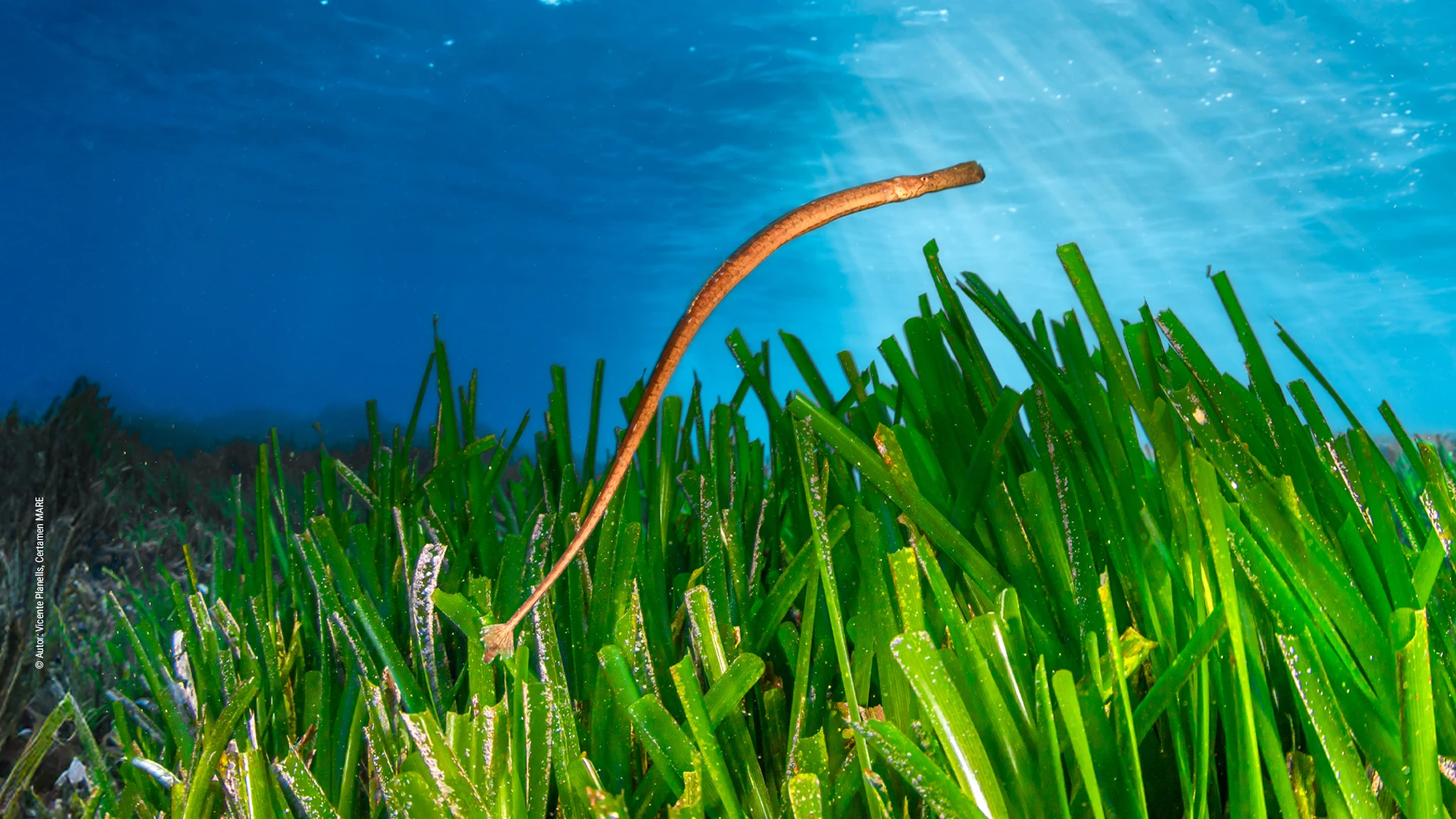 Projet Syngnathes de la Fondation Palma Aquarium et Marilles Foundation