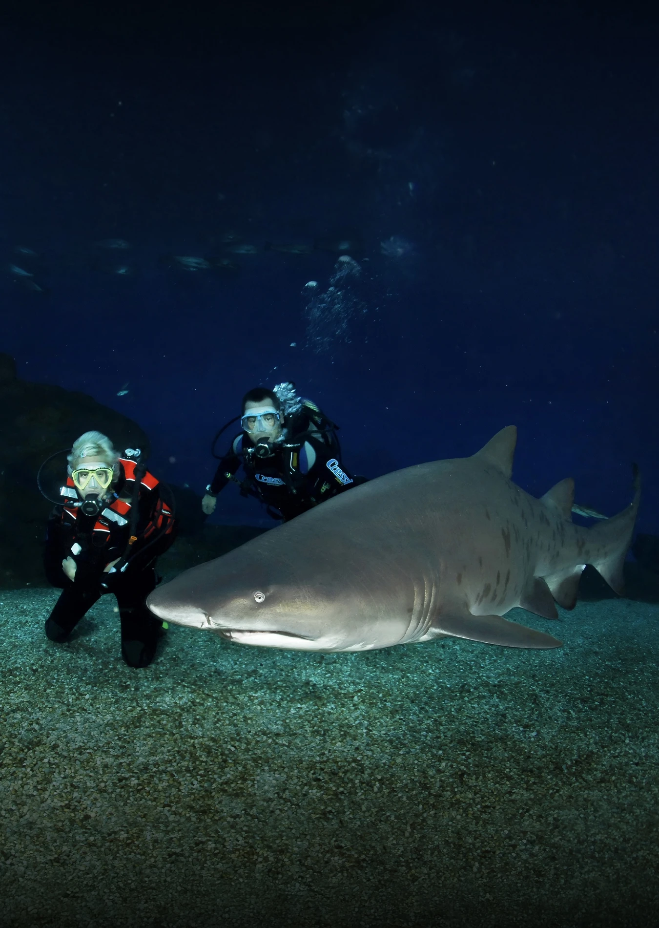 Buceo con tiburones