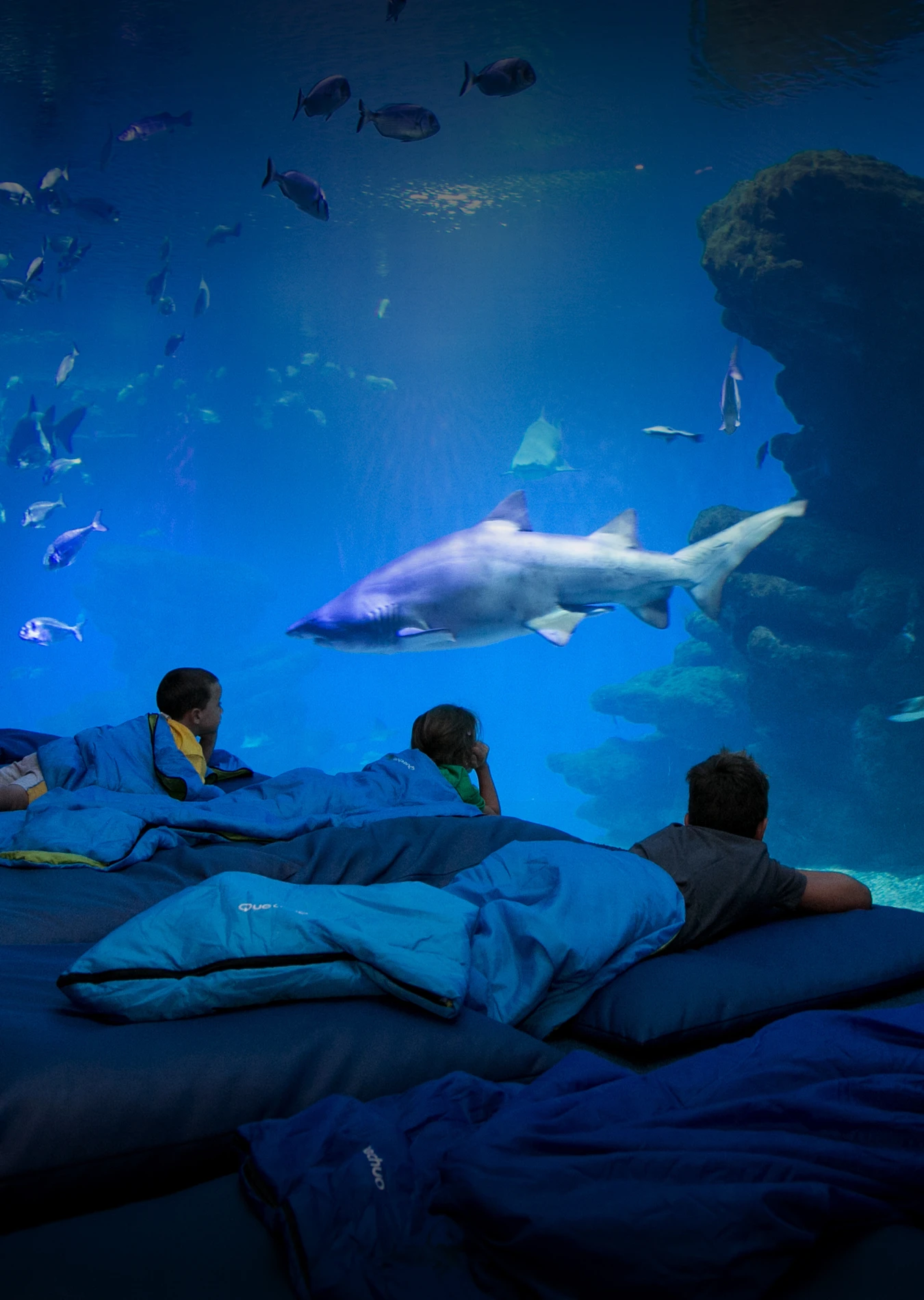 Dormir con Tiburones
