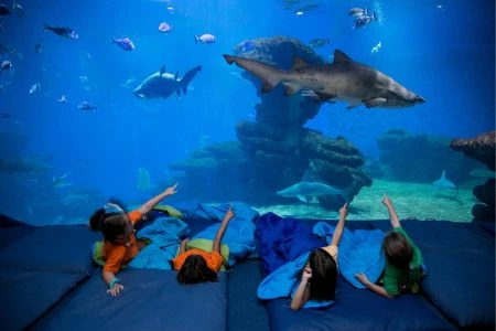 Sleep with Sharks