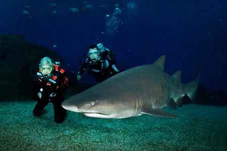 Plongée avec requins