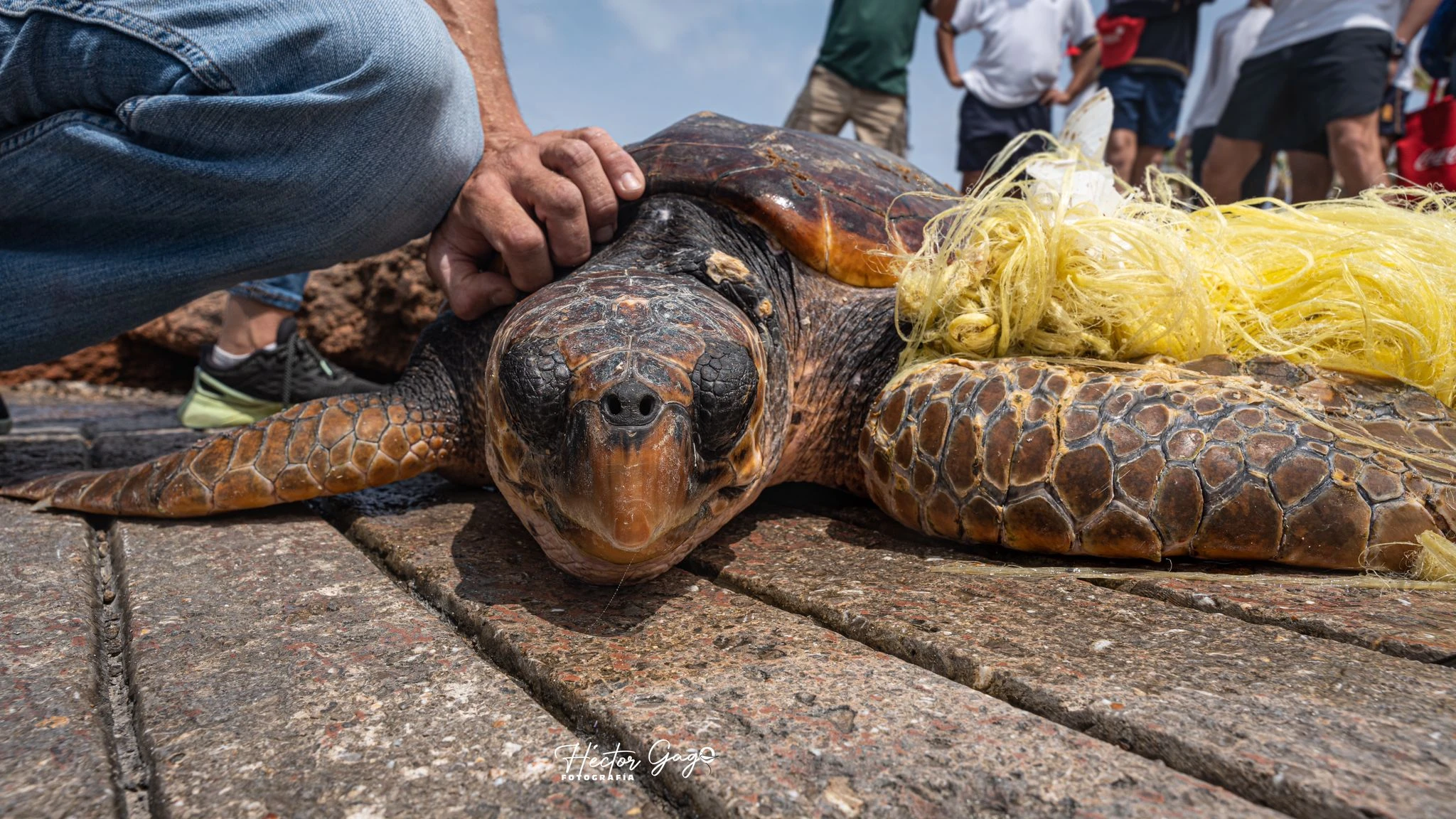 Protocole de sauvetage en cas d’enchevêtrement : protégeons les tortues de la mer 