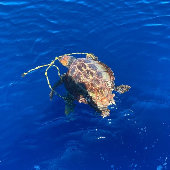 Protocole de sauvetage en cas d’enchevêtrement : protégeons les tortues de la mer 