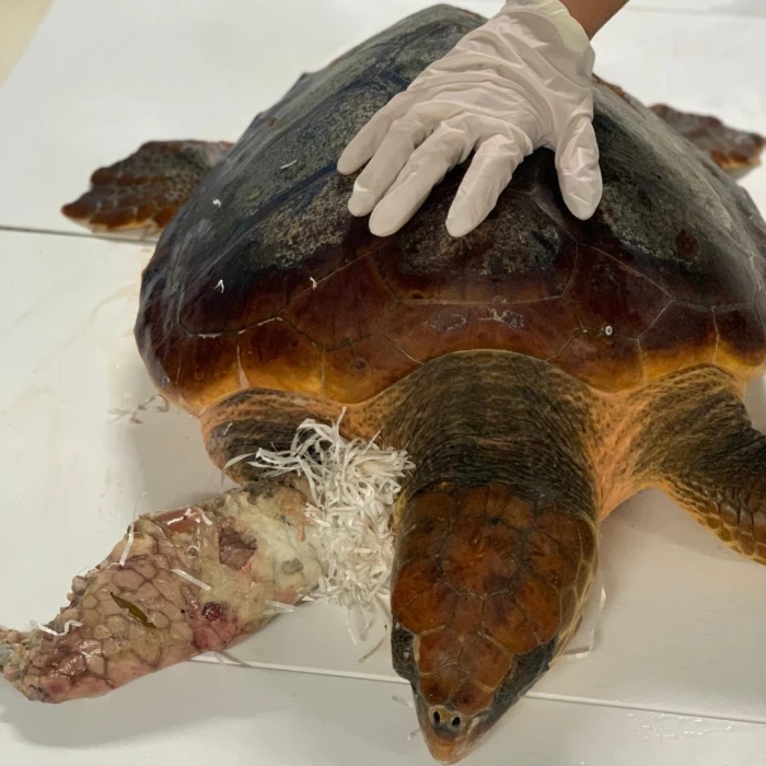 Protocole de sauvetage en cas d’enchevêtrement : protégeons les tortues de la mer 