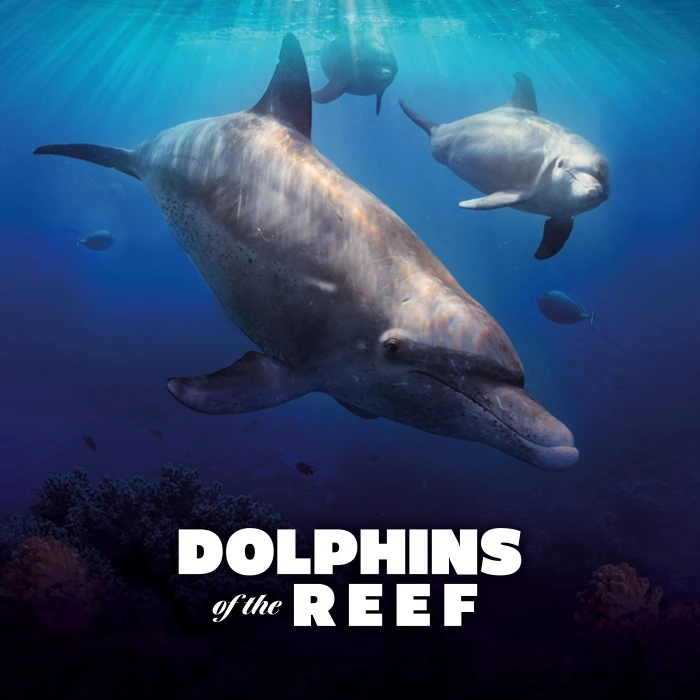 Undersea Explorer VR