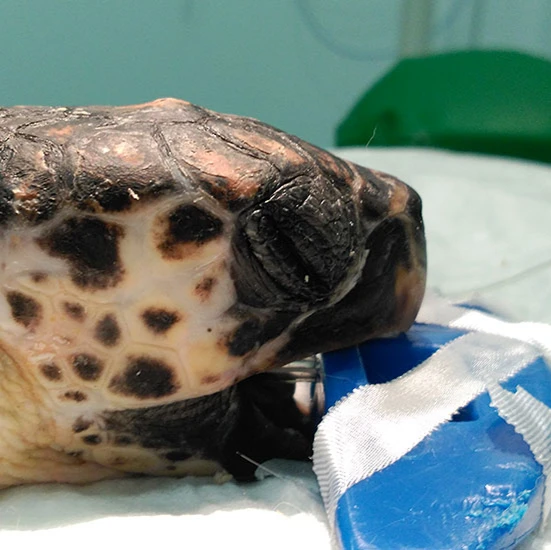Sea turtles