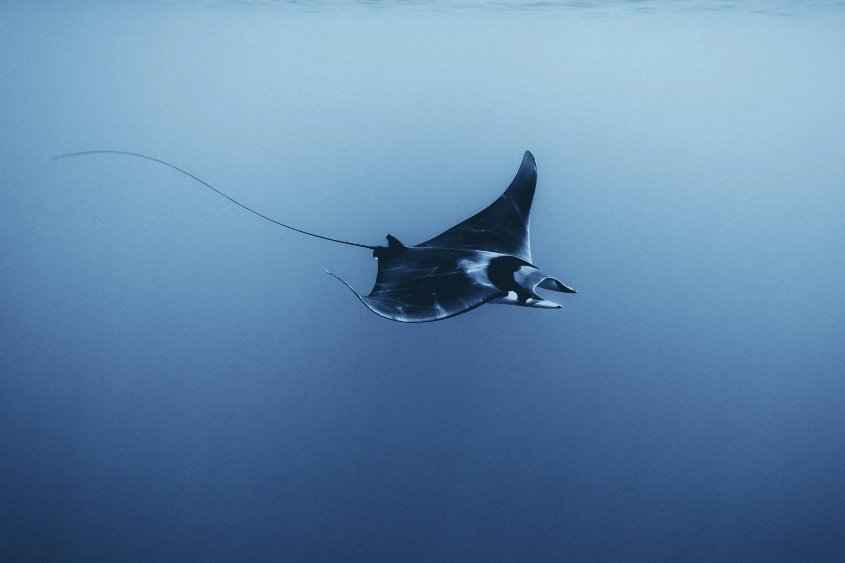 Manta rays off the coasts of Spain: an unusual phenomenon that has raised concern among experts