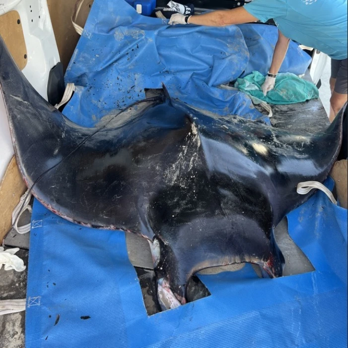 Raies mantas sur les côtes espagnoles : un phénomène inusuel qui alerte les experts