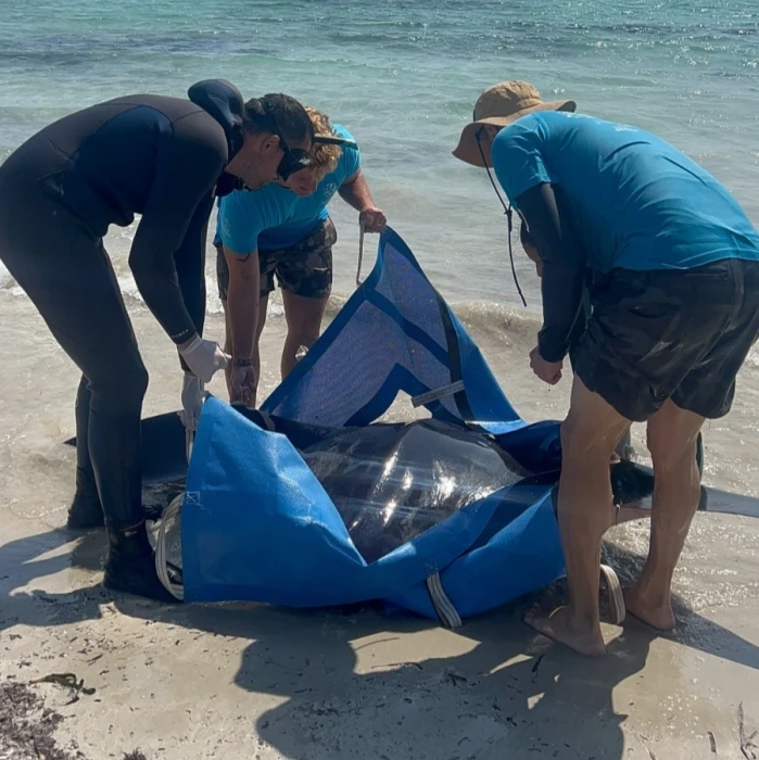 Raies mantas sur les côtes espagnoles : un phénomène inusuel qui alerte les experts