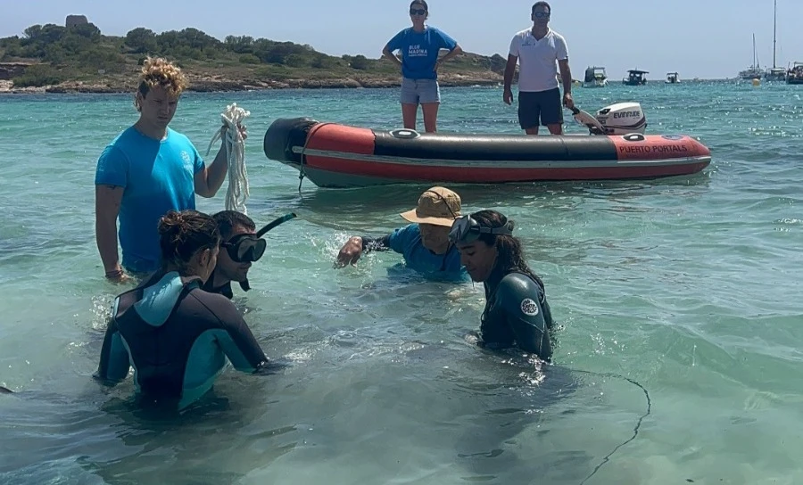 Raies mantas sur les côtes espagnoles : un phénomène inusuel qui alerte les experts