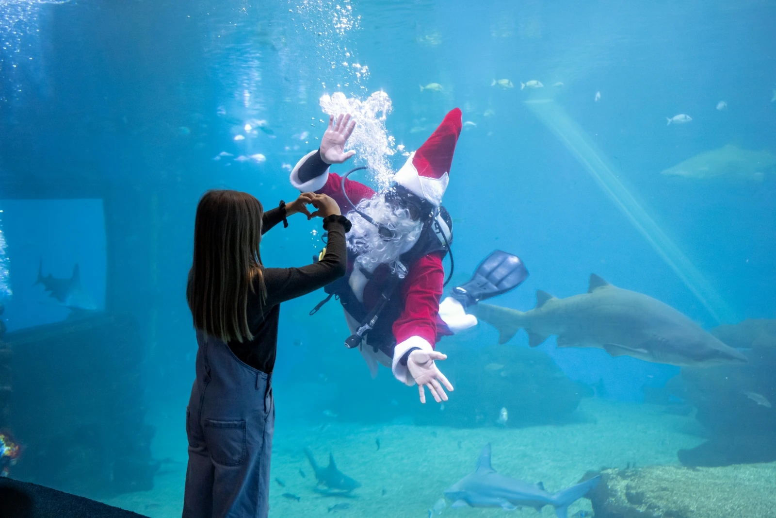 Wo Weihnachten unter dem Meer glänzt
