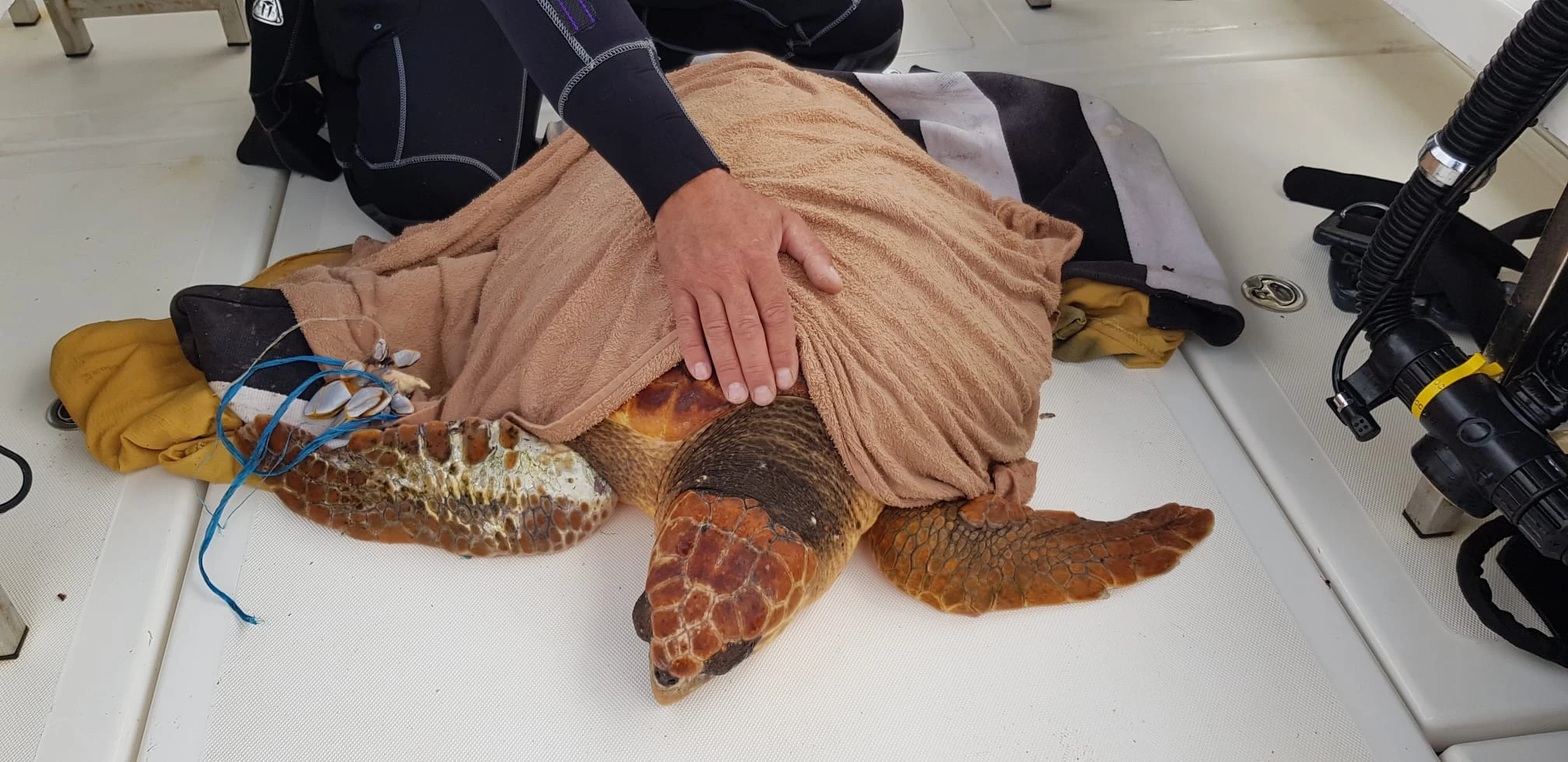 What to do if you come across a sea turtle in difficulty