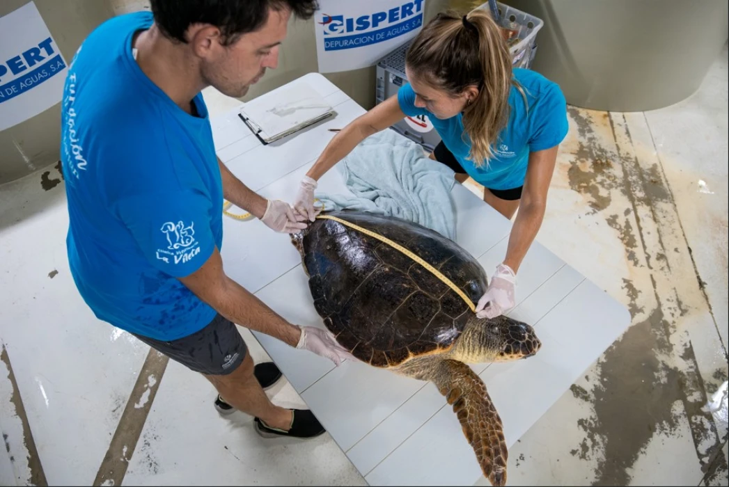 What to do if you come across a sea turtle in difficulty