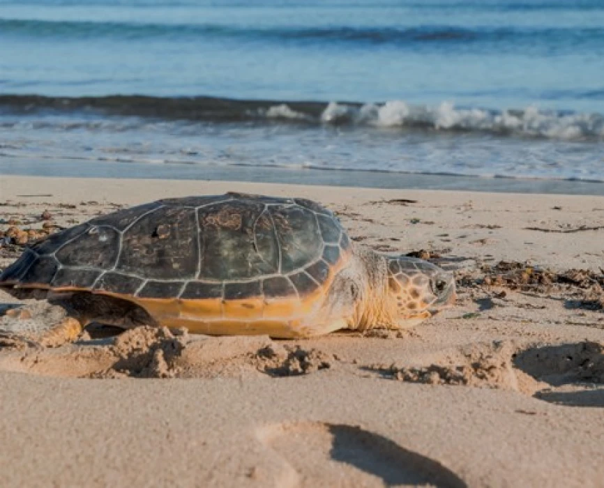 What to do if you come across a sea turtle in difficulty
