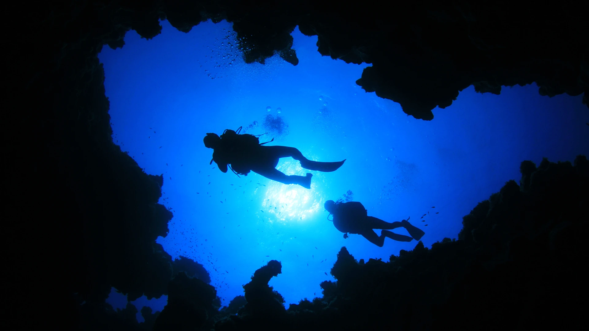 Vuelve Ecos de Mediterráneo:  Ponencias sobre el mar  impulsadas por la Fundación Palma Aquarium