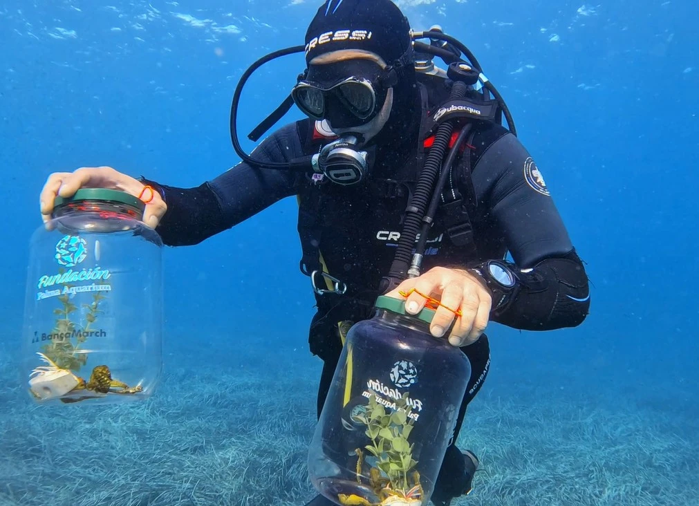 70 caballitos de mar introducidos al mar Balear