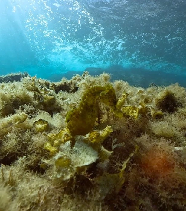 70 Seepferdchen ins Meer der Balearen entlassen