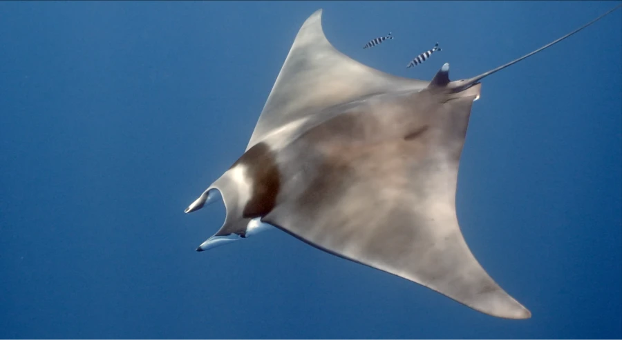 <p>Requins et raies manta : les réponses que cache la mer des Baléares</p>