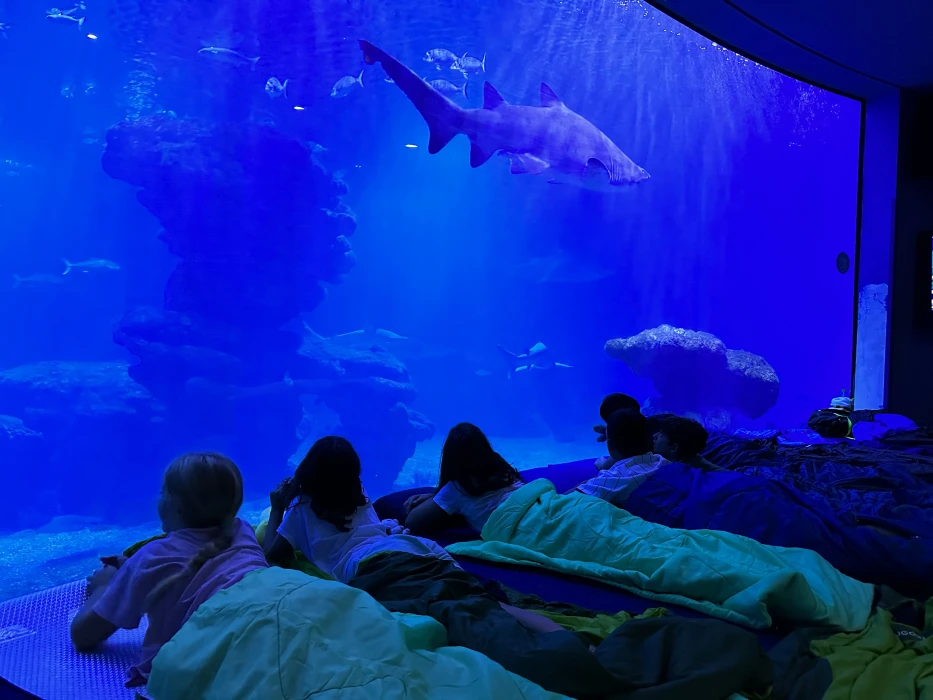 Visitas escolares de Palma Aquarium para todos los niveles