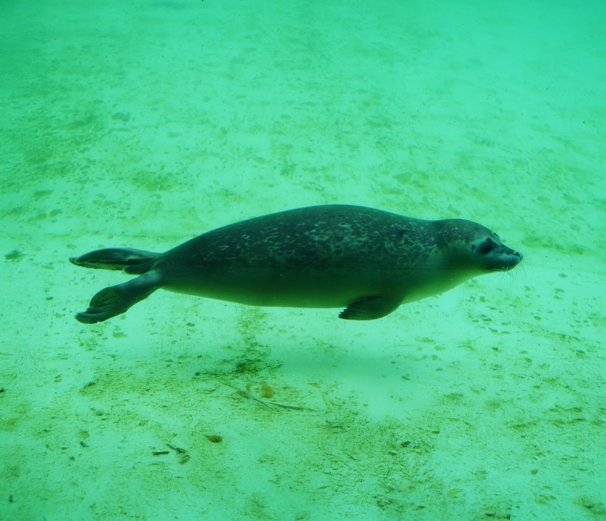 <p>Le phoque moine de Méditerranée : un retour nécessaire</p>